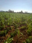 3 Acres Land for Sale in Murang'a - Mirira - 3