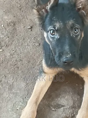 3-6 Month Female Purebred German Shepherd Puppy