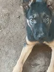 3-6 Month Female Purebred German Shepherd Puppy - 1
