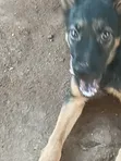 3-6 Month Female Purebred German Shepherd Puppy - 2