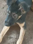 3-6 Month Female Purebred German Shepherd Puppy - 3