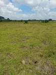 Juja Farm Mastore Prime 50x100 Plot - 2