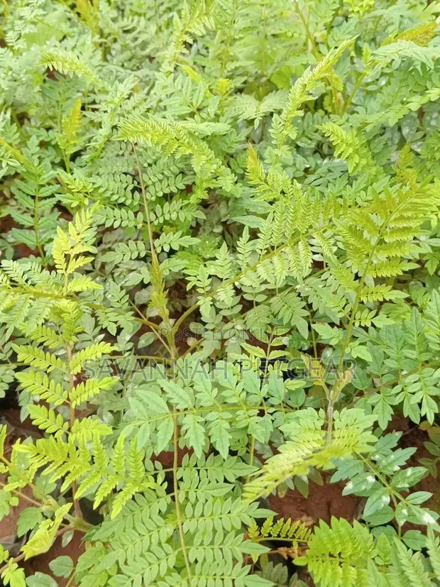 Miti Midogo ya Jacaranda Mimosifolia - 1