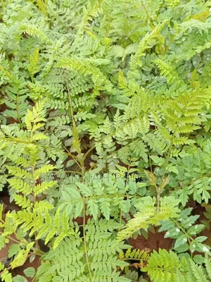 Miti Midogo ya Jacaranda Mimosifolia