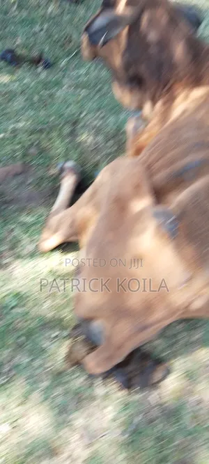 Quality Beef Cows