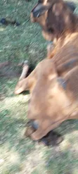 Quality Beef Cows - 1