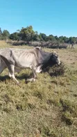 Quality Beef Cows - 2