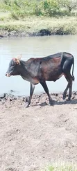 Quality Beef Cows - 3