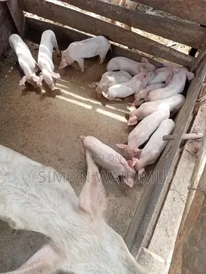 Viguru vya Nguruwe Wenye Afya kwa Mauzo - Githunguri