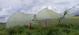 Greenhouse Construction Services - 2