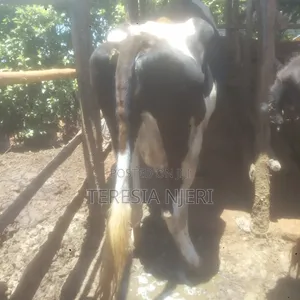 Ashafleshian Cow - 4 Months Pregnant