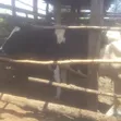 Ashafleshian Cow - 4 Months Pregnant - 2