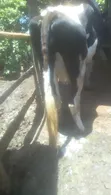Ashafleshian Cow - 4 Months Pregnant - 3