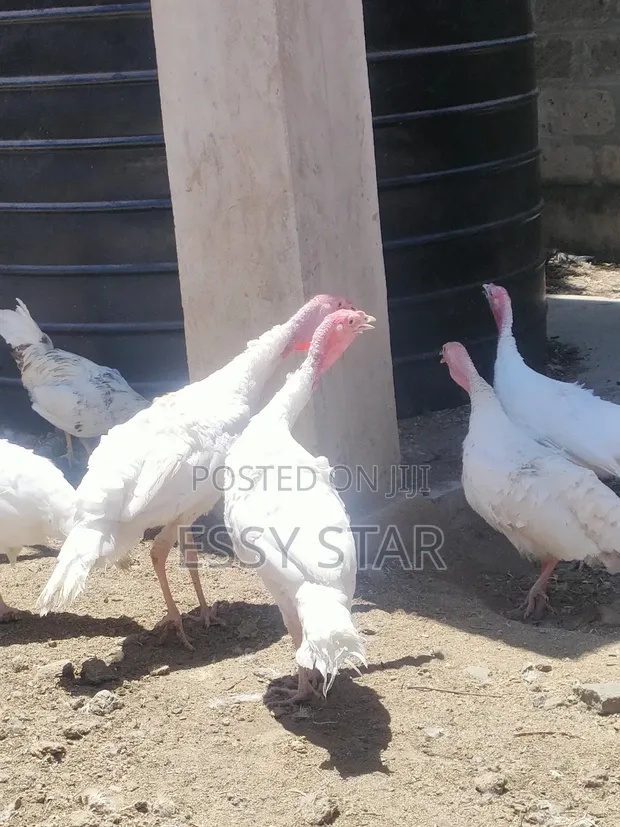White Holland Turkeys - 1