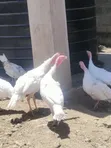 White Holland Turkeys - 1