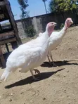 White Holland Turkeys - 2