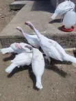 White Holland Turkeys - 3