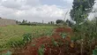 Prime Plot for Sale - Limuru 100x100 (1/4 Acre) - 2