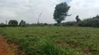 Prime Plot for Sale - Limuru 100x100 (1/4 Acre) - 3