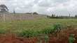 Prime Plot for Sale - Limuru 100x100 (1/4 Acre) - 4