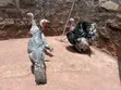 Mature Turkey Pair - 1