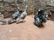 Mature Turkey Pair - 2