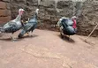 Mature Turkey Pair - 3