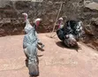 Mature Turkey Pair - 4
