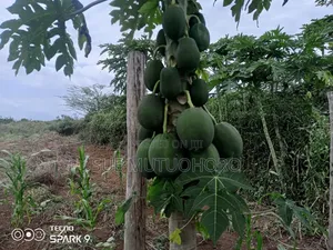 Kwetu Gardens - 7 Acres Fertile Farmland