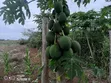 Kwetu Gardens - 7 Acres Fertile Farmland - 2