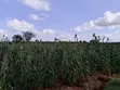 Kwetu Gardens - 7 Acres Fertile Farmland - 3