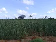 Kwetu Gardens - 7 Acres Fertile Farmland - 4