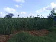 Kwetu Gardens - 7 Acres Fertile Farmland - 5