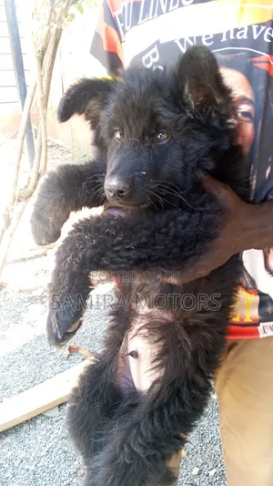 Mbwa Mchanga wa German Shepherd Safi - Miezi 1-3