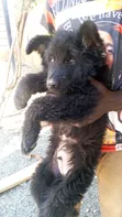 Mbwa Mchanga wa German Shepherd Safi - Miezi 1-3 - 1