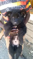 Mbwa Mchanga wa German Shepherd Safi - Miezi 1-3 - 2