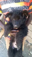 Mbwa Mchanga wa German Shepherd Safi - Miezi 1-3 - 3