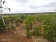 Zuri Gardens 10 Acres Coastal Land - 2