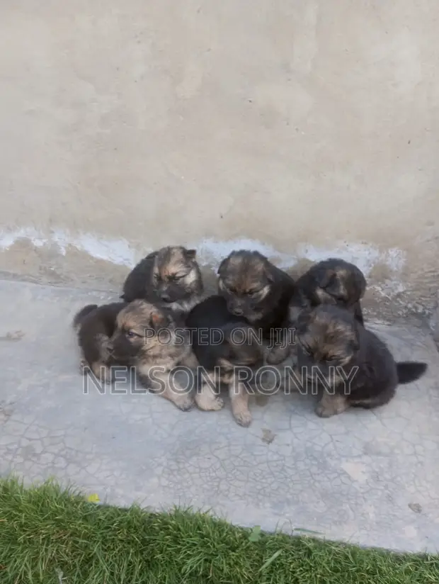Purebred German Shepherd Puppy - 0-1 Month Male - 1