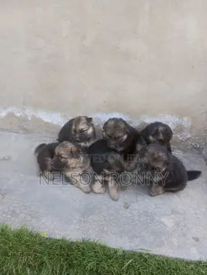 Purebred German Shepherd Puppy - 0-1 Month Male