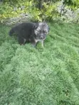 Purebred German Shepherd Puppy - 0-1 Month Male - 2