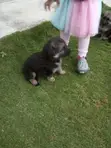 Purebred German Shepherd Puppy - 0-1 Month Male - 3