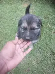 Purebred German Shepherd Puppy - 0-1 Month Male - 4