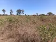 Eneo la Prime la Eka 9 za Kilimo kwa Uuzaji Rombo - 2