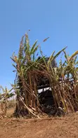 Shamba la Eka 10 Tayari kwa Kilimo Linauzwa - Loitokitok/Kimana - 2