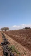Shamba la Eka 10 Tayari kwa Kilimo Linauzwa - Loitokitok/Kimana - 4