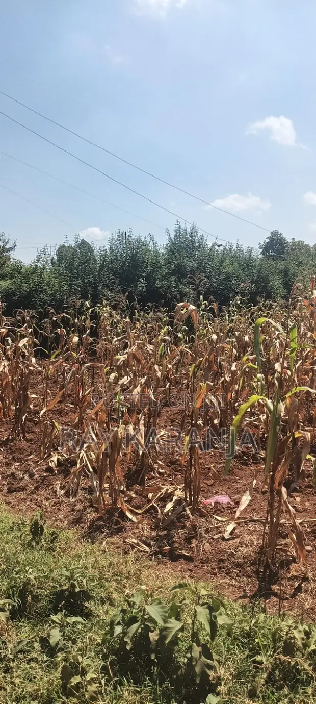 Prime 100x100 Plot for Sale in Thigio Nguirubi (300m from Tarmac) - 1