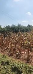 Prime 100x100 Plot for Sale in Thigio Nguirubi (300m from Tarmac) - 1