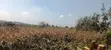 Prime 100x100 Plot for Sale in Thigio Nguirubi (300m from Tarmac) - 3