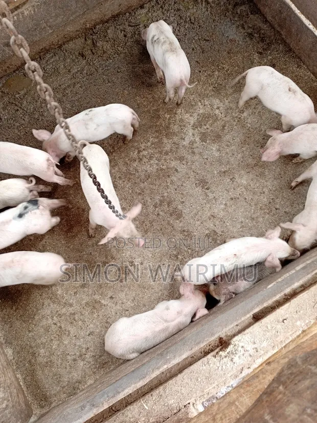 Healthy Piglets for Sale - Githunguri - 1